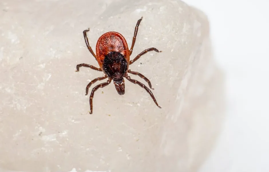 Flea & Tick Prevention Compared 2025: Oral vs Topical vs Collar