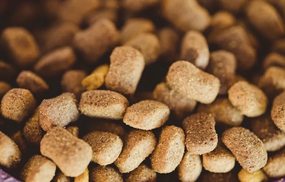 Food Allergies in Pets: Symptoms, Testing & Elimination Diets 2025