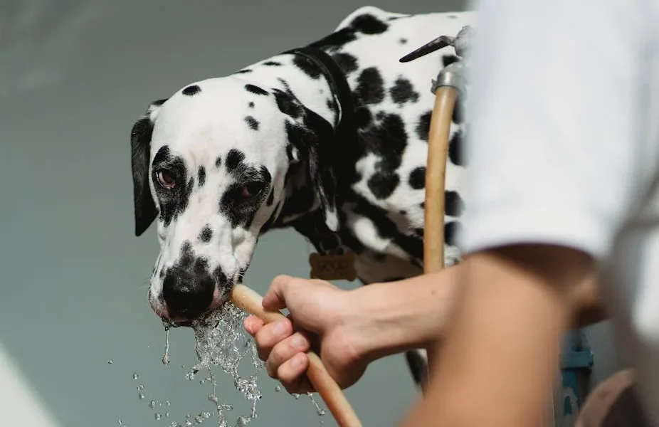 Heatstroke in Pets 2025: Emergency Cooling Protocol & Warning Signs