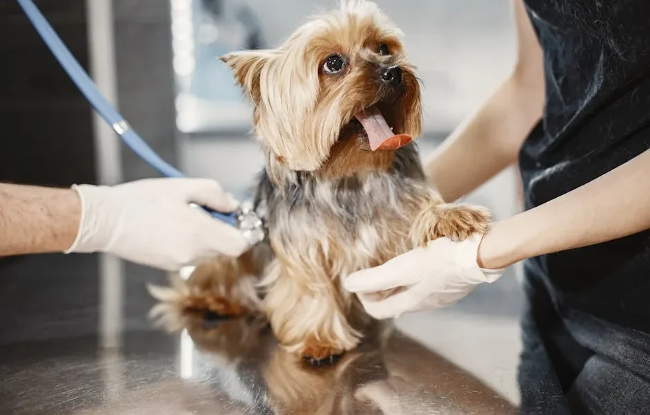 How to Choose the Right Veterinarian for Your Dog’s Long-Term Health