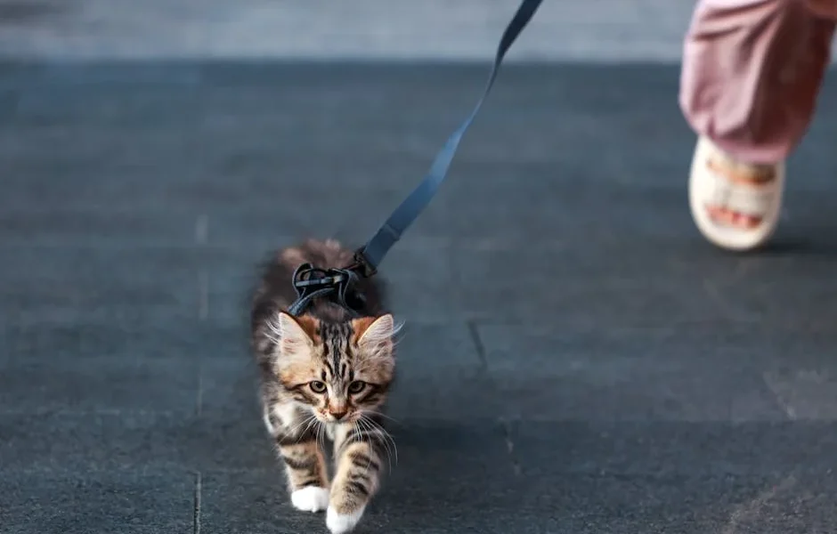 How to Litter Train Your Kitten: Veterinary Tips for Success