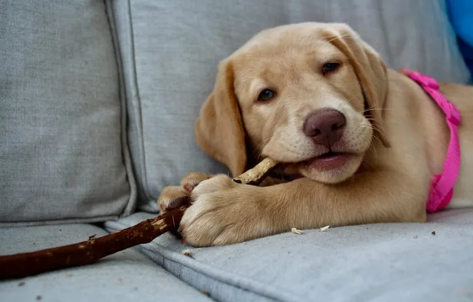 How to Stop Destructive Chewing in Dogs: Training Tips That Work