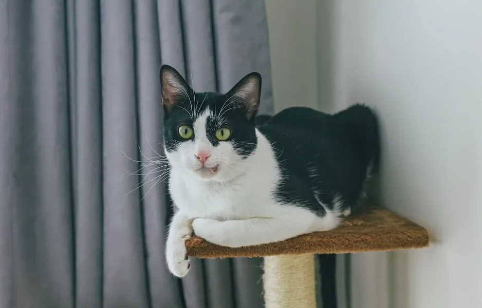 How to Stop Cat from Scratching Furniture: 7 Proven Techniques