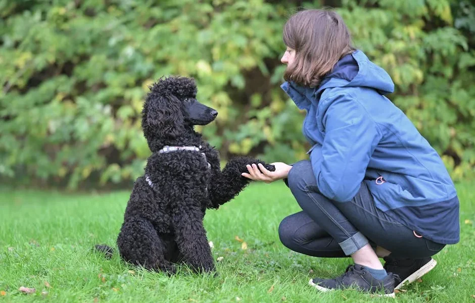 How to Stop Your Dog from Jumping on People: Vet-Approved Training
