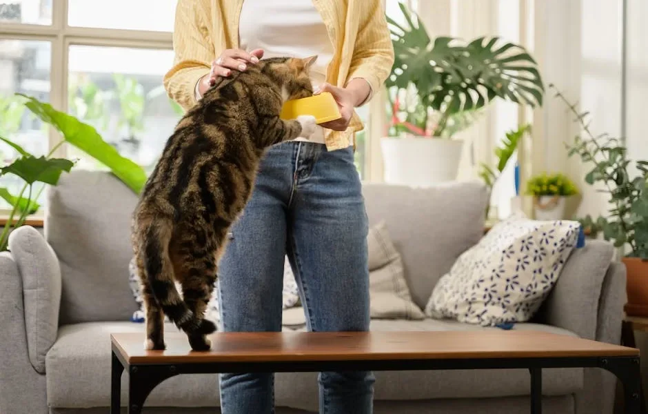How to Train Your Cat to Come When Called: Expert Tips