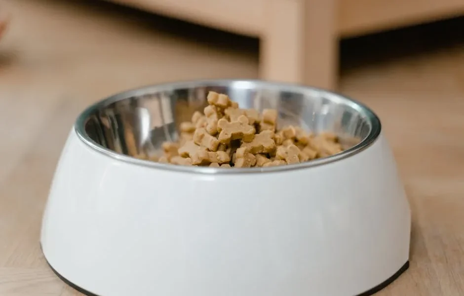 Pet Nutrition Guide: Choose Best Diet by Life Stage & Health Needs