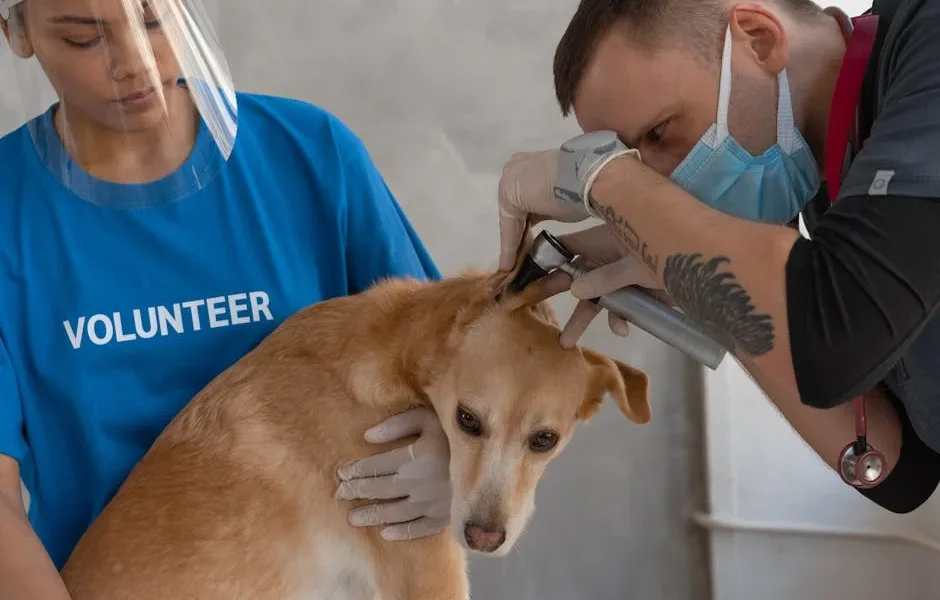 Pet Seizure Emergency: How to Protect Your Pet & When to Rush to Vet