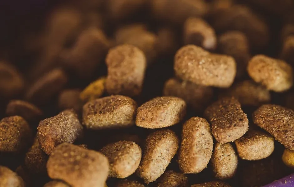 Senior Pet Nutrition: Age-Specific Diet Needs for Older Dogs & Cats 2025