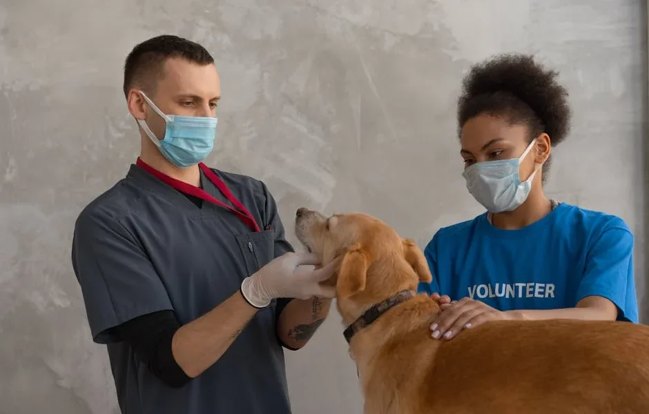 What to Expect During Your Pet’s Emergency Vet Visit: Complete Guide