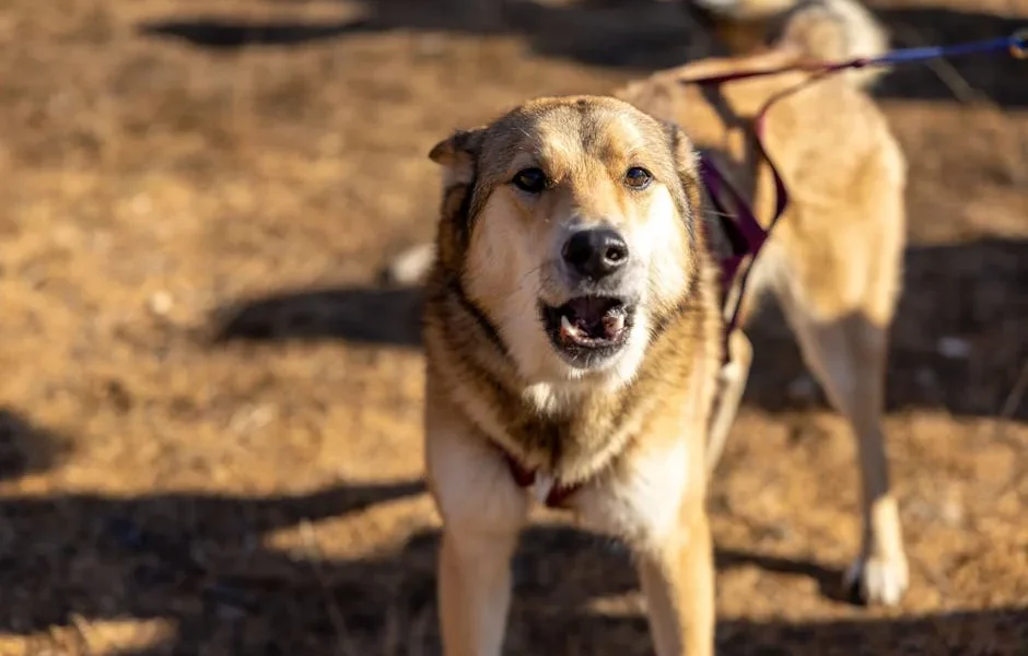 Why Does My Dog Bark at Night? 5 Causes and Training Solutions