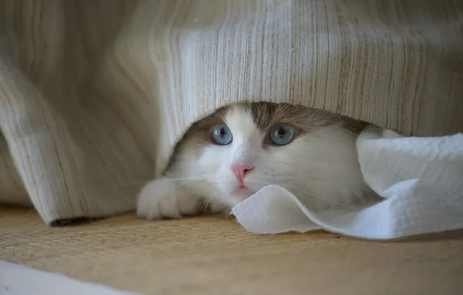 Why Is My Cat Hiding More Than Usual? A Vet’s Guide to Stress Signals