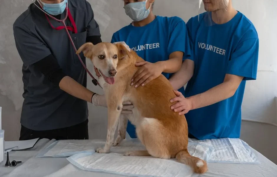 Chronic Illness Management in Pets: Partner with Your Vet for Long-Term Care