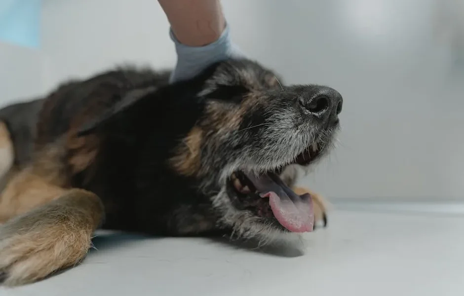 How to Find a Vet Clinic That Specializes in Your Dog’s Chronic Condition