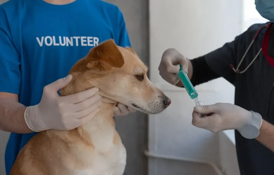 How to Know If Your Dog’s Vet Clinic Offers After-Hours Emergency Services