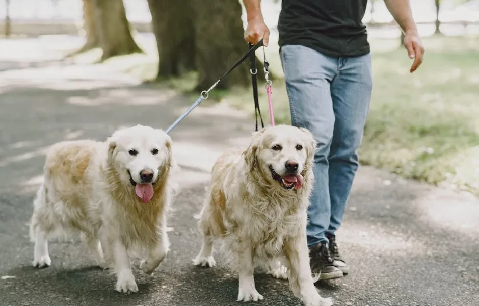 How to Teach Your Dog to Walk Calmly Past Other Dogs: Vet Steps