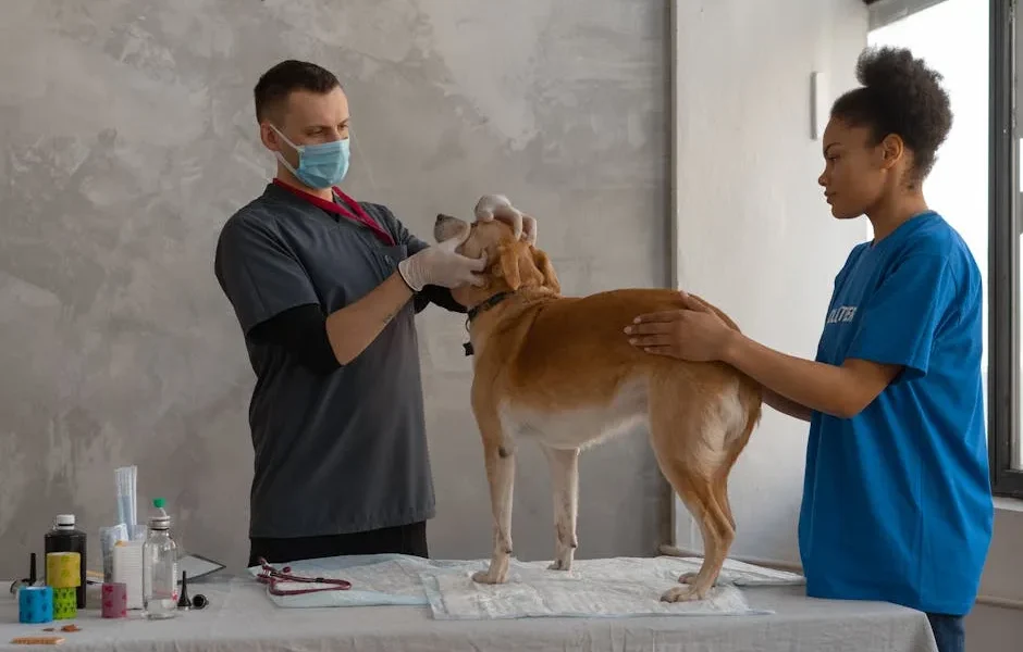 How to Tell If Your Pet’s Nutrition Is Working: Signs Vets Look For