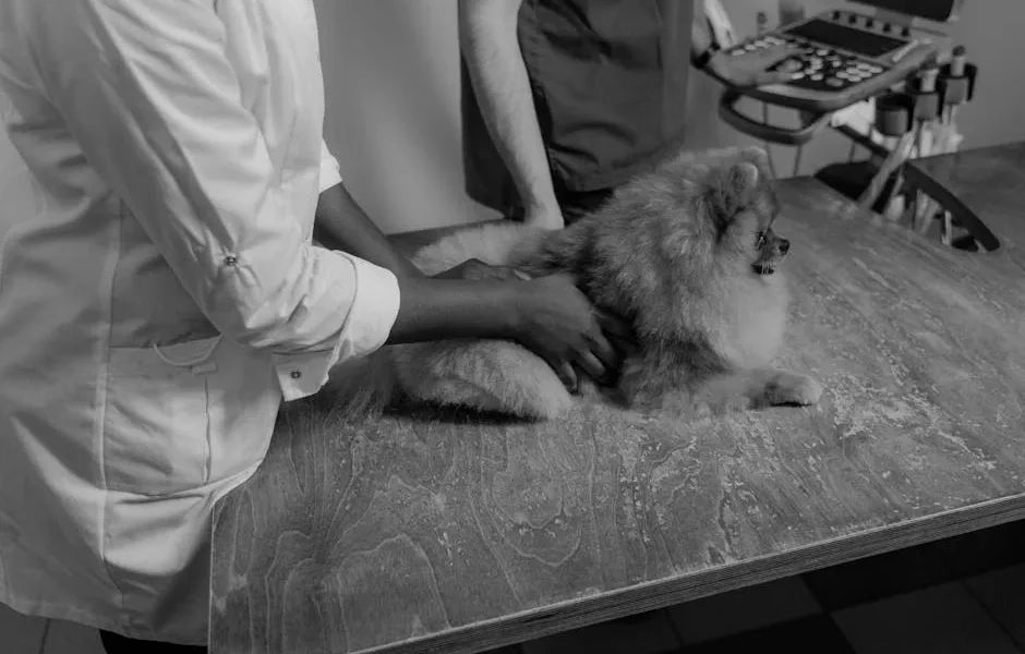 How to Verify Your Dog’s Vet Clinic Is Properly Licensed (2026)