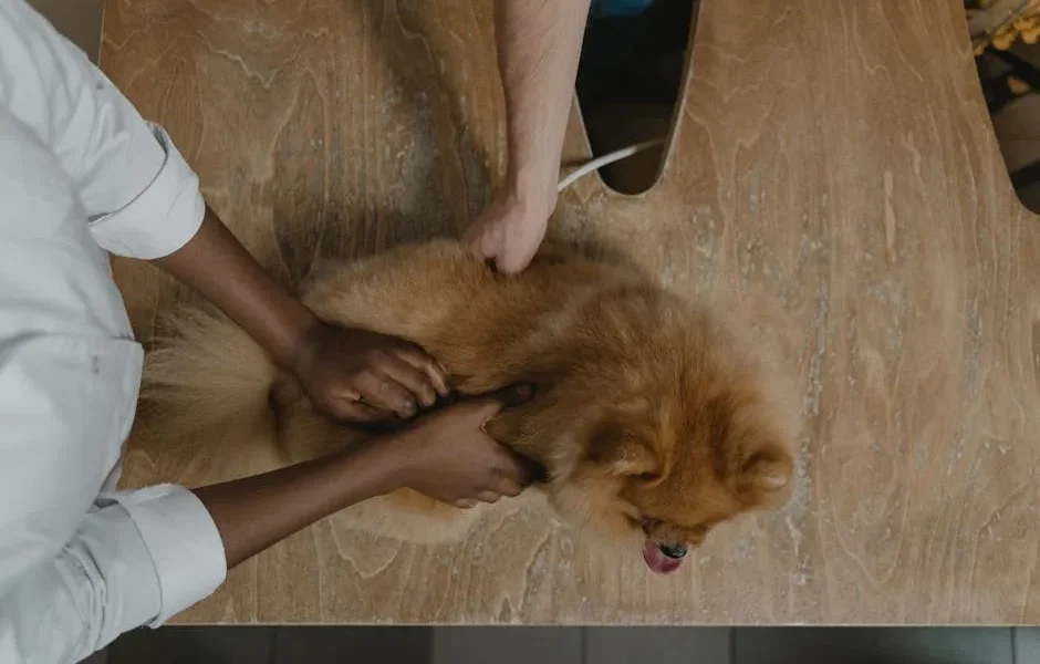 Pet Allergy Symptoms: When Your Dog or Cat Needs Testing (2026)