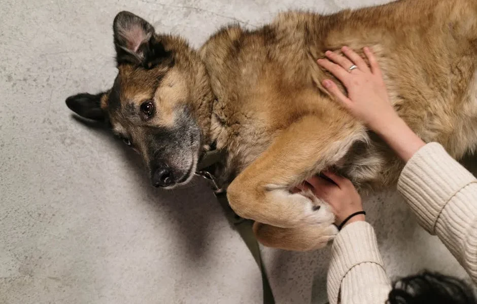 Pet Bloat (GDV) Emergency: Recognize Stomach Torsion & Act Fast 2025