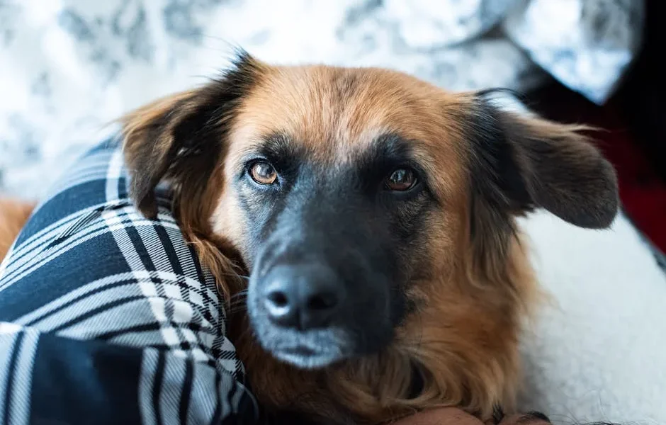 Pet Health Savings Accounts vs Pet Insurance: Which Saves More in 2025?