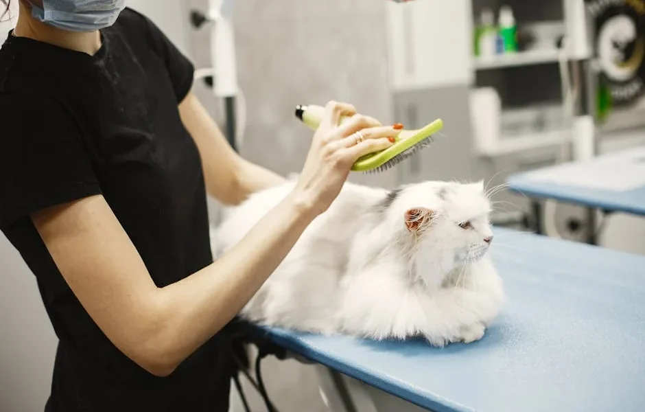 What to Ask Before Choosing a Cat Cardiology Center | Expert Guide
