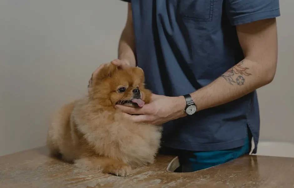 What to Ask During Your Pet’s First Vet Visit: 12 Questions