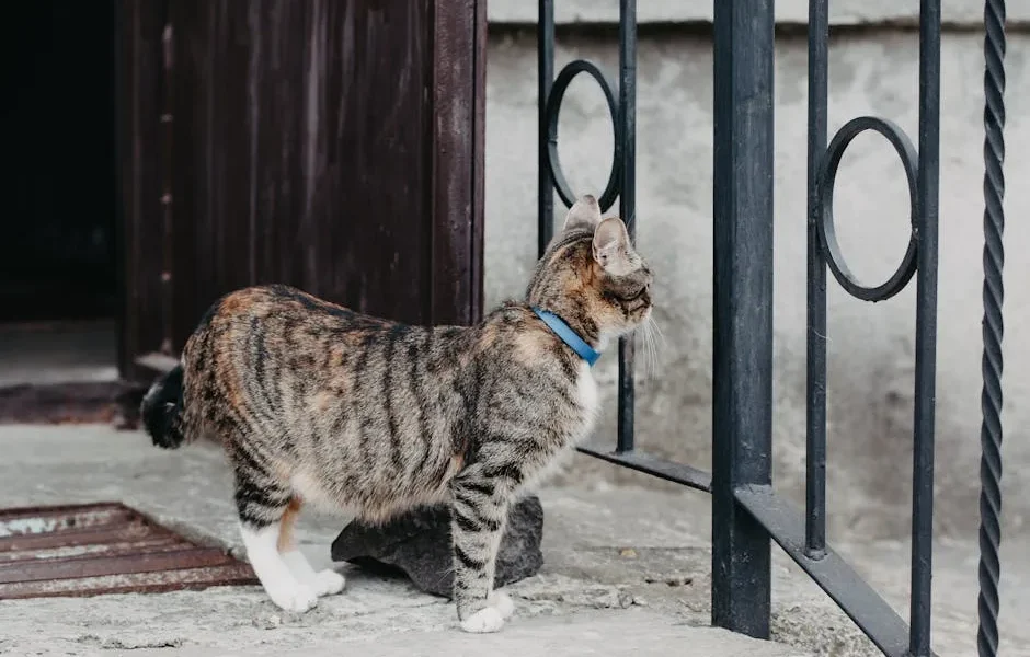 Why Does My Cat Hiss at Me? A Vet Explains Fear and Defensive Behaviour