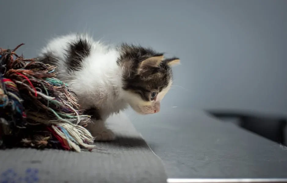 Why Does My Cat Knock Things Off Tables? A Vet Explains