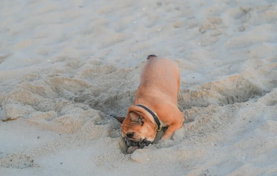 Why Does My Dog Dig Holes in the Yard? A Vet Explains Natural vs. Problem Digging