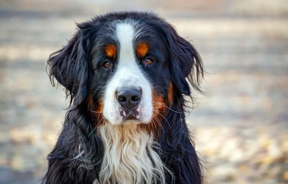Why Does My Dog Follow Me Everywhere? A Vet Explains Clingy Behaviour